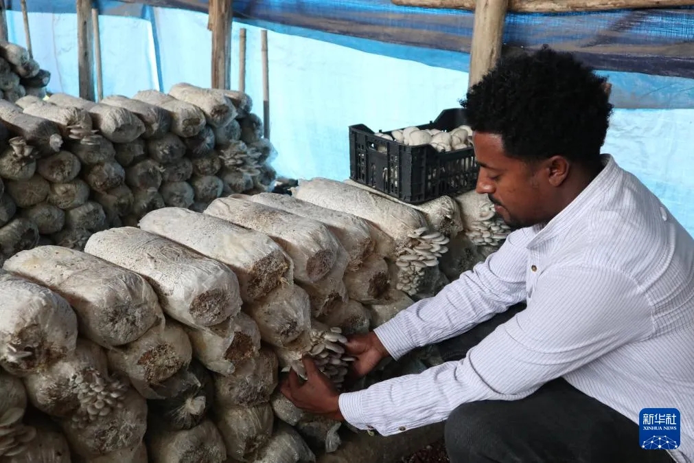 授人以“菇”——中国食用菌技术让埃塞人的餐盘更丰富-中非友好经贸发展工作委员会