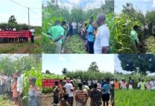 中国专家在圣多美和普林西比举办玉米高产栽培技术推广现场观摩交流会-中非友好经贸发展工作委员会