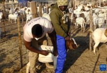 中企“希望农场”在纳米比亚播种振兴“曙光”-中非友好经贸发展工作委员会